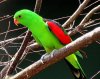 Red-winged%20parrot.jpg