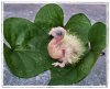 Chick-leaf-1.jpg