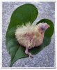 Chick-leaf-2.jpg