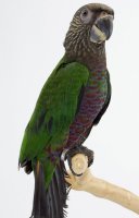 Hawk Headed Parrot 5-29-14b.jpg