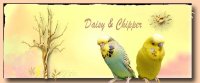 Daisy&Chipper.jpg