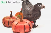 pumpkin-bird-treats.jpg