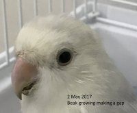 2.5.17 - beak growing.jpg