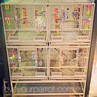 bird cages breeder parrot quad.JPG