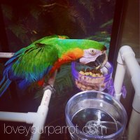 Cairo the Catalina Macaw Parrot with Parrot Pellets.JPG