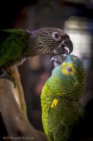 parrots-march17-sm.jpg