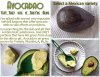 Avocado-ILLUS.jpg