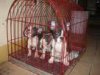 bostons in a cage.jpg