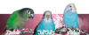 The Fids.png