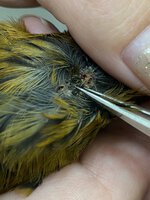 Removing a bad feather you can see follicle holes.jpg