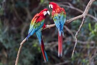 pair-of-red-and-green-macaws--ara-chloropterus--interacting-together--jardim--mato-grosso-do-s...jpg