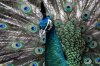 peacock_display.jpg