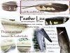Feather-Lice-ILLUS.jpg