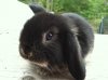 bunny4w2d.jpg