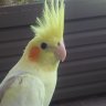 Cockatielmamaw