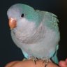 parrotluv