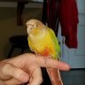 Mango's Beak