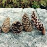 Pinecone