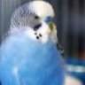 New_Budgie_Owner