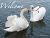 beautiful-swans-picture-photo-4193.jpg