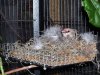 BN-feathered-nest.jpg