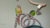 Irisandbirds 002.jpg