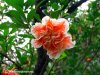 pomegranate-flower.jpg