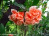 pomegranate-flowers.jpg