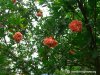 pomegranate-tree-flower.jpg