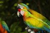 Hybrid macaw.jpg