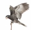 16486549-greater-vasa-parrot-coracopsis-vasa-7-weeks-old-perched-on-branch-with-spread-wings-aga.jpg