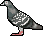 pigeon1_zps2ba50a96.gif