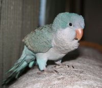 cinnamon blue quaker parrot