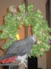10 inch with african grey.jpg