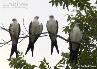 Swallow-tailed-kites-perched-in-tree.jpg