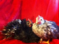 new chicks3.jpeg