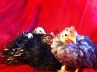 new chicks5.jpeg