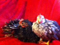new chicks6.jpeg
