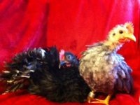 new chicks7.jpeg