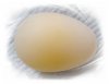 Shelles-egg.jpg