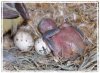 BN-nest-eggs-3-days.jpg