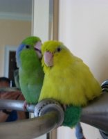 Parrotlets Awesome.jpg