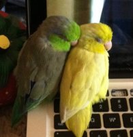 Parrotlets Snuggling.jpg