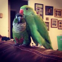 green cheek conure and indian ringneck