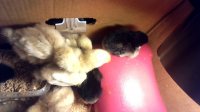 Chicks.jpg Chicks.jpg