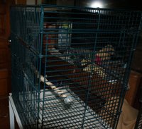 Eric'snew cage 015.JPG