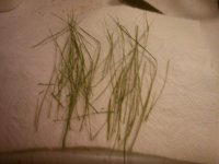 Wheatgrass after drying002.JPG