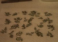 dried carrot tops 002.JPG