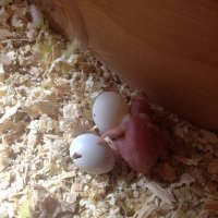 Baby 2 hatching 1.JPG