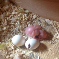 Baby 2 hatching 2.JPG
